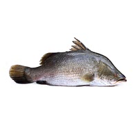 Barramundi