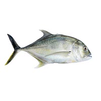 Trevally