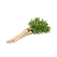 Parsley root