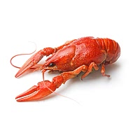 Crayfish