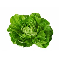 Round lettuce