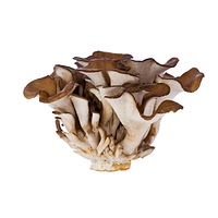 Maitake mushrooms