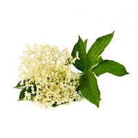 Elderflower