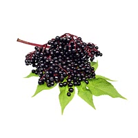 Elderberries