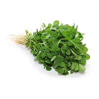 Fenugreek