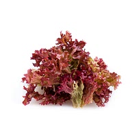 Red bibb lettuce