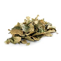 Dried avocado leaves