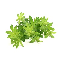 Waterleaf