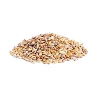 Barley