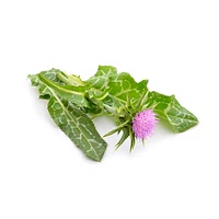 Milk thistle leaves