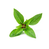 Thai basil