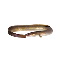 Eel