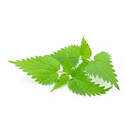 Nettle