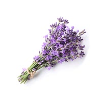 Lavender flowers