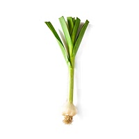 Green garlic