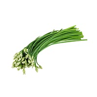 Chinese garlic chives