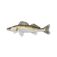 Pike perch