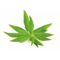 Lemon verbena