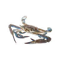 Frozen blue crab