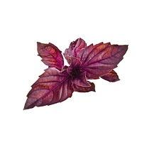 Red amaranth greens