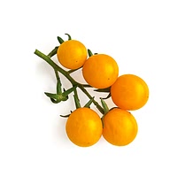 Orange cherry tomatoes