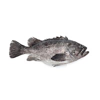 Crappie fish