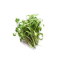 Micro cilantro