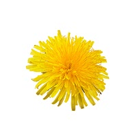 Dandelions