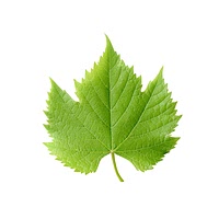 Currant leaf