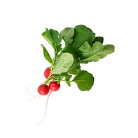 Radish greens