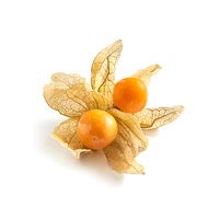 Physalis