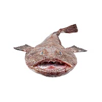 Anglerfish