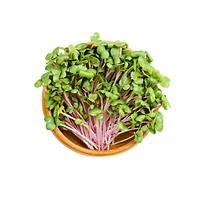 Beet cress