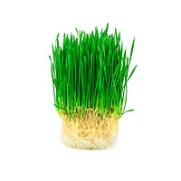 Wheatgrass