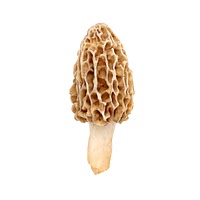 Morel mushroom