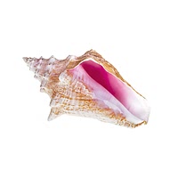 Conch