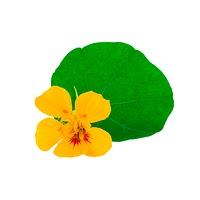 Nasturtium leaves