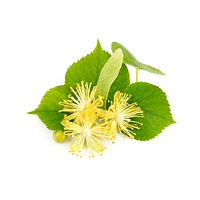 Linden blossom