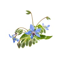 Borage