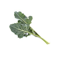 Kohlrabi leaf