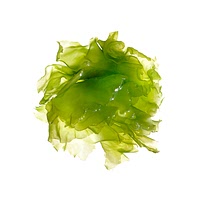 Algae