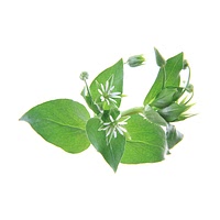 Chickweed