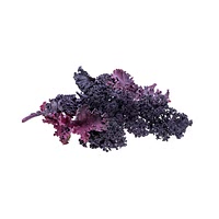 Purple kale