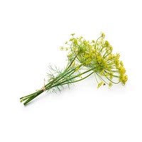 Fennel flower