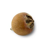 Medlar