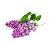 Fresh lilac flowers