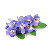 Violets