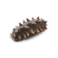 Sea cucumber