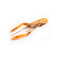 Langoustines