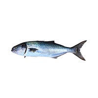 Bluefish